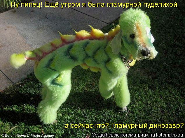 Котоматрица: Ну пипец! Ещё утром я была гламурной пуделихой, а сейчас кто? Гламурный динозавр? Ну пипец! Ещё утром я была гламурной пуделихой,  а сейчас кт