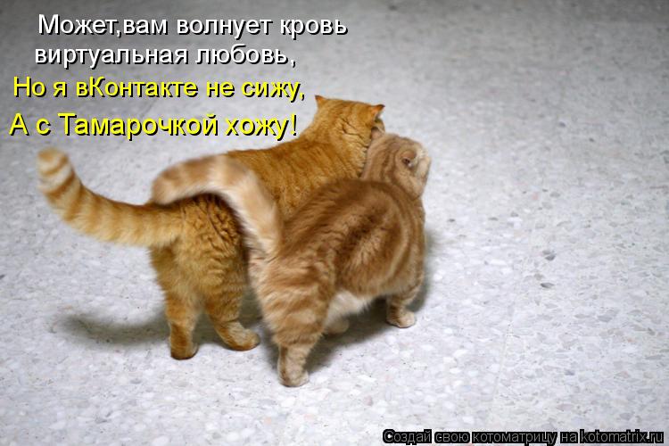 Котоматрица: Может,вам волнует кровь виртуальная любовь, Но я вКонтакте не сижу, А с Тамарочкой хожу!
