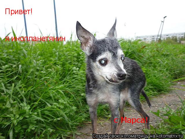 Котоматрица: Привет! я инопланетянин с Марса!