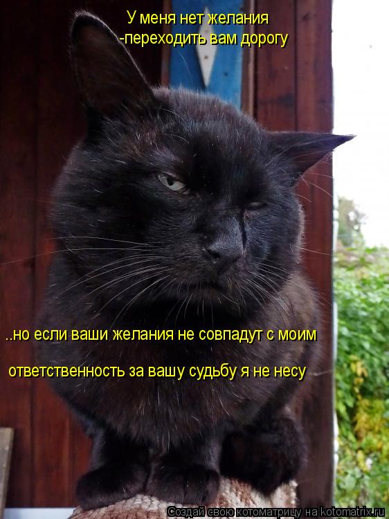 Котоматрица: У меня нет желания -переходить вам дорогу ..но если ваши желания не совпадут с моим ответственность за вашу судьбу я не несу