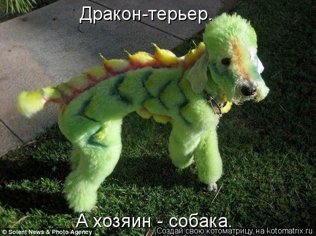 Котоматрица: Дракон-терьер. А хозяин - собака.
