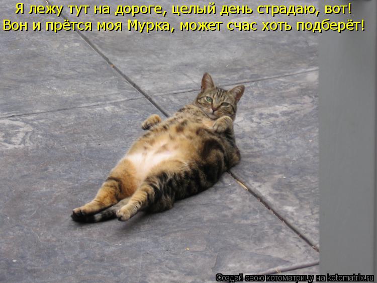 Котоматрица: Я лежу тут на дороге, целый день страдаю, вот! Вон и прётся моя Мурка, может счас хоть подберёт!