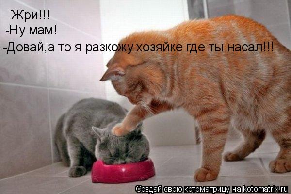 Котоматрица: -Жри!!! -Ну мам! -Довай,а то я разкожу хозяйке где ты насал!!!