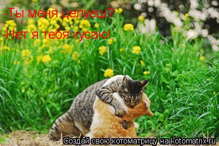 -Ты меня целуеш? -Нет я тебя кусаю!... Котоматрица: -Ты меня целуеш? -Нет я тебя кусаю!