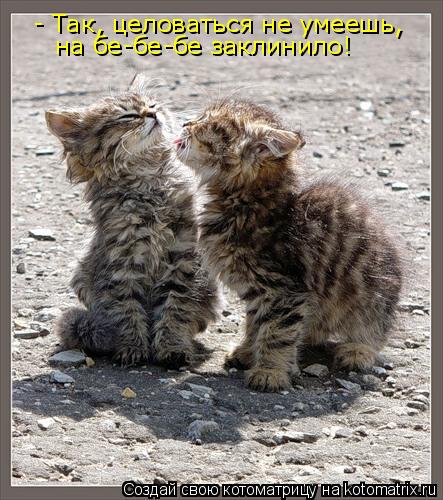 - Так, целоваться не умеешь, на бе-бе-бе заклинило!... Котоматрица: - Так, целоваться не умеешь, на бе-бе-бе заклинило!