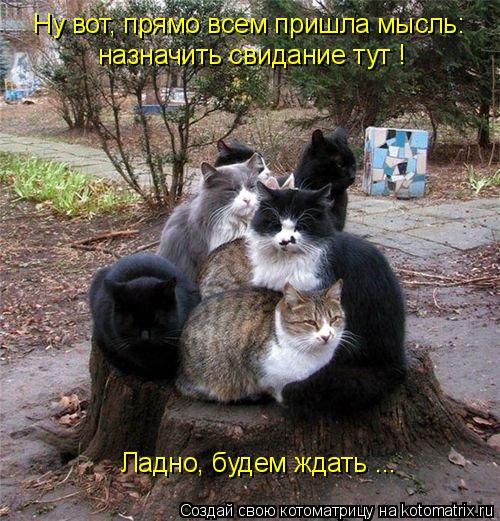 Ну вот, прямо всем пришла мысль: назначить свидание тут ! Ладно, будем ждать ...... Котоматрица: Ну вот, прямо всем пришла мысль: назначить свидание тут ! Ладно, будем ждать ...