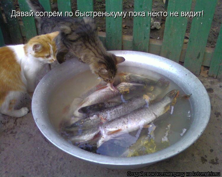 Давай сопрём по быстренькуму пока некто не видит!... Котоматрица: Давай сопрём по быстренькуму пока некто не видит!