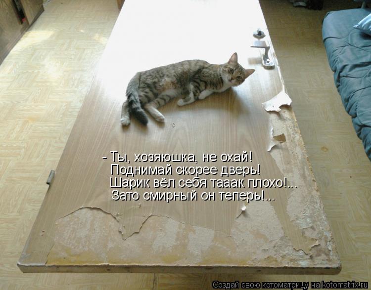 Котоматрица: - Ты, хозяюшка, не охай!  Поднимай скорее дверь! Шарик вёл себя тааак плохо!...  Зато смирный он теперь!...