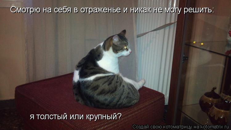 Смотрю на себя в отраженье и никак не могу решить: я толстый или крупный?... Котоматрица: Смотрю на себя в отраженье и никак не могу решить: я толстый или крупный?