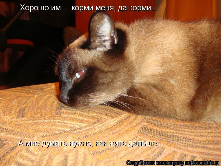 Хорошо им.... корми меня, да корми... А мне думать нужно, как жить дальше...... Котоматрица: Хорошо им.... корми меня, да корми... А мне думать нужно, как жить дальше...