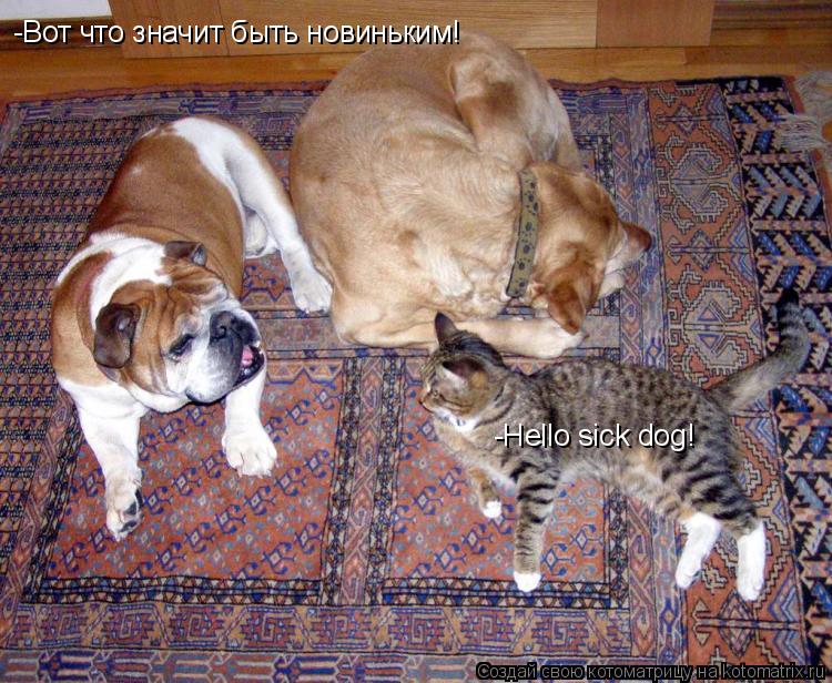 -Hello sick dog! -Вот что значит быть новиньким!... Котоматрица: -Hello sick dog! -Вот что значит быть новиньким!