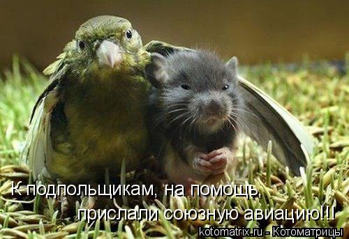 К подпольщикам, на помощь, прислали союзную авиацию!!!... Котоматрица: К подпольщикам, на помощь, прислали союзную авиацию!!!