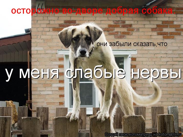 осторожно во-дворе добрая собака. они забыли сказать,что у меня слабые нервы... Котоматрица: осторожно во-дворе добрая собака. они забыли сказать,что у меня слабые нервы