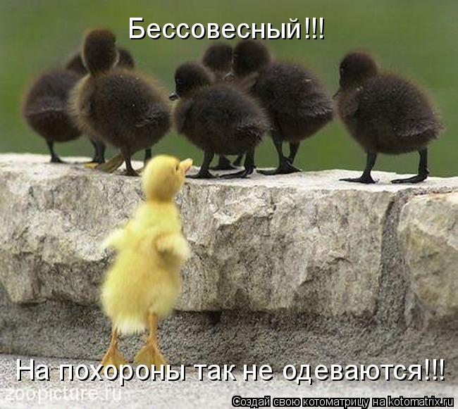 На похороны так не одеваются!!! Бессовесный!!!... Котоматрица: На похороны так не одеваются!!! Бессовесный!!!