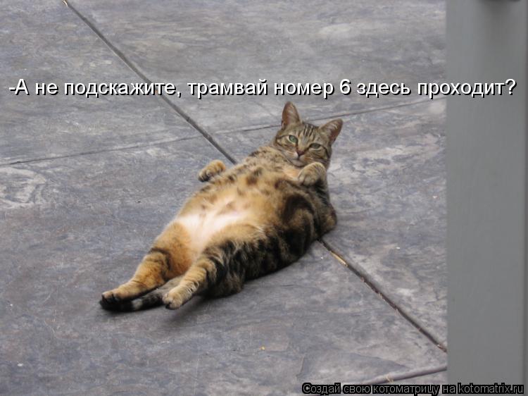 -А не подскажите, трамвай номер 6 здесь проходит?... Котоматрица: -А не подскажите, трамвай номер 6 здесь проходит?