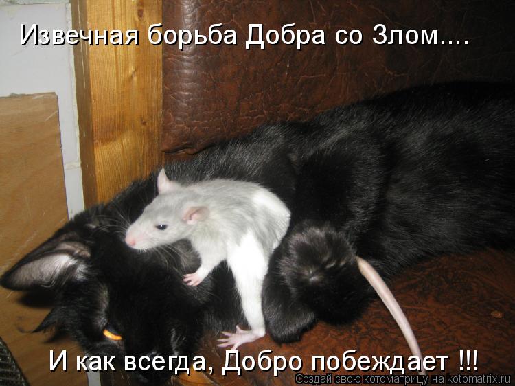 Извечная борьба Добра со Злом.... И как всегда, Добро побеждает !!!... Котоматрица: Извечная борьба Добра со Злом.... И как всегда, Добро побеждает !!!