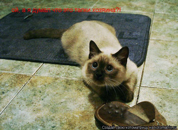ой, а я думал что это тапки хозяина?!... Котоматрица: ой, а я думал что это тапки хозяина?!
