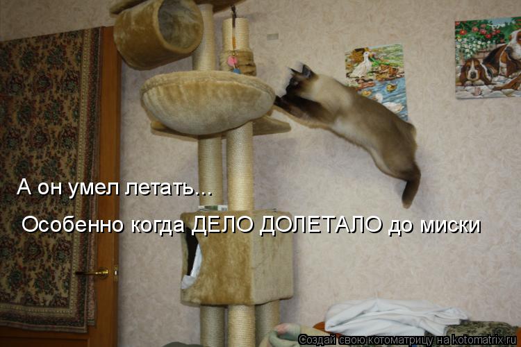А он умел летать... Особенно когда ДЕЛО ДОЛЕТАЛО до миски... Котоматрица: А он умел летать... Особенно когда ДЕЛО ДОЛЕТАЛО до миски