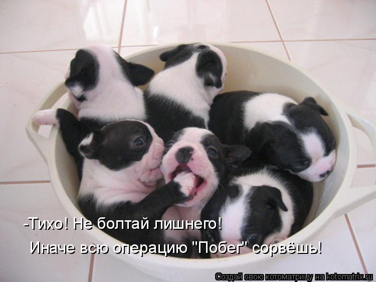 -Тихо! Не болтай лишнего! Иначе всю операцию "Побег" сорвёшь!... Котоматрица: -Тихо! Не болтай лишнего! Иначе всю операцию "Побег" сорвёшь!