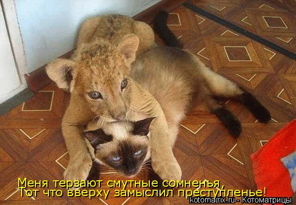 Меня терзают смутные сомненья, Тот что вверху замыслил преступленье!... Котоматрица: Меня терзают смутные сомненья, Тот что вверху замыслил преступленье!