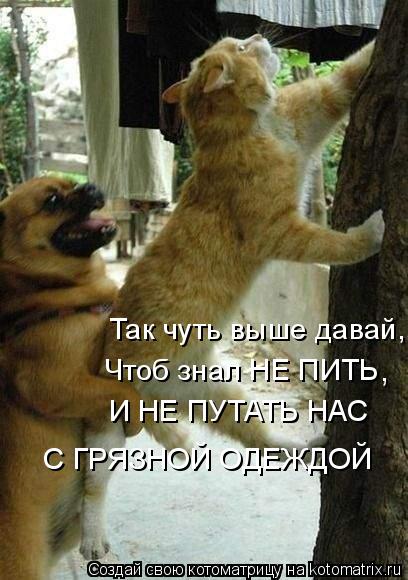 Так чуть выше давай, Чтоб знал НЕ ПИТЬ И НЕ ПУТАТЬ НАС С ГРЯЗНОЙ ОДЕЖДОЙ ,... Котоматрица: Так чуть выше давай, Чтоб знал НЕ ПИТЬ И НЕ ПУТАТЬ НАС С ГРЯЗНОЙ ОДЕЖДОЙ ,
