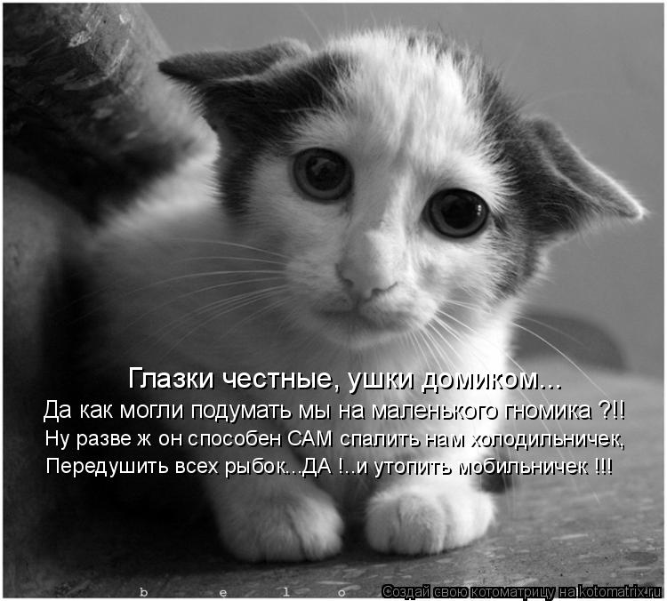 Глазки честные, ушки домиком... Да как могли подумать мы на маленького гномика ?!! Ну разве ж он спос... Котоматрица: Глазки честные, ушки домиком... Да как могли подумать мы на маленького гномика ?!! Ну разве ж он способен САМ спалить нам холодильничек, Перед