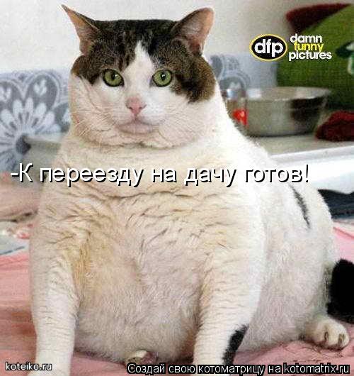 -К переезду на дачу готов!... Котоматрица: -К переезду на дачу готов!