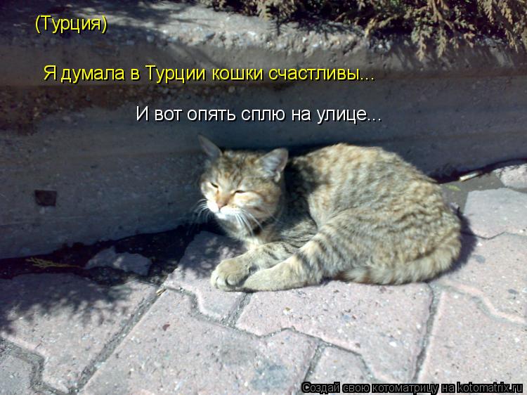 (Турция) Я думала в Турции кошки счастливы... И вот опять сплю на улице...... Котоматрица: (Турция) Я думала в Турции кошки счастливы... И вот опять сплю на улице...