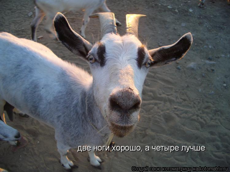 две ноги хорошо, а четыре лучше... Котоматрица: две ноги хорошо, а четыре лучше