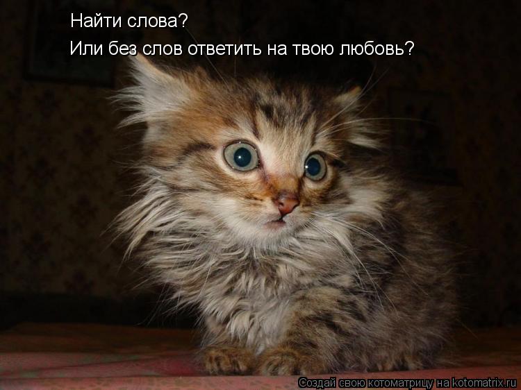 Найти слова? Или без слов ответить на твою любовь?... Котоматрица: Найти слова? Или без слов ответить на твою любовь?