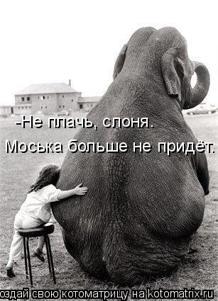 Котоматрица: -Не плачь, слоня. Моська больше не придёт.
