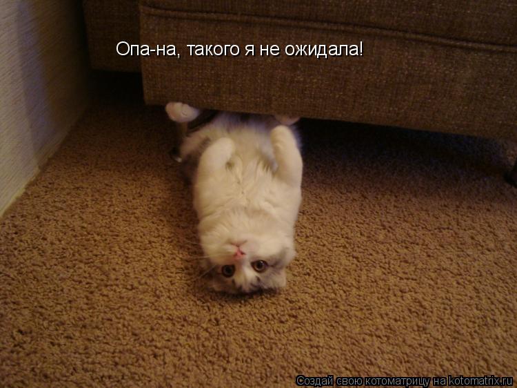 Опа-на, такого я не ожидала!... Котоматрица: Опа-на, такого я не ожидала!
