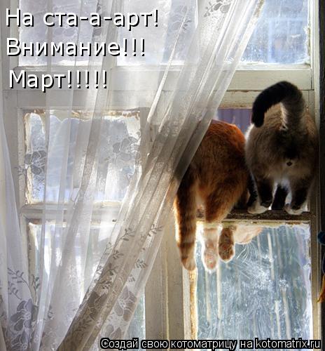 На ста-а-арт! Внимание!!! Март!!!!!... Котоматрица: На ста-а-арт! Внимание!!! Март!!!!!