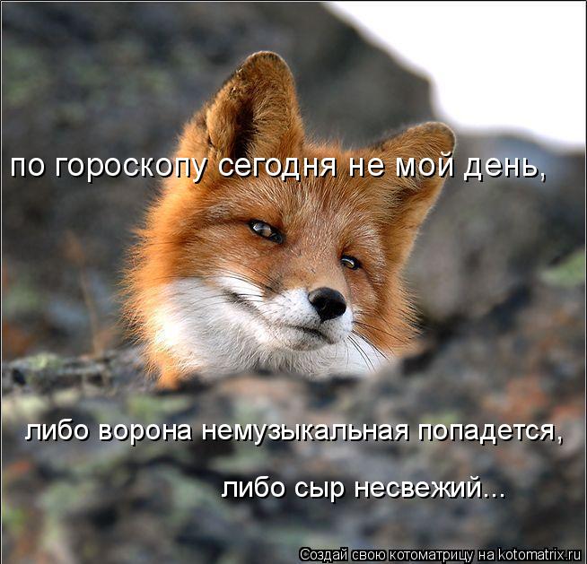 по гороскопу сегодня не мой день, либо ворона немузыкальная попадется, либо сыр несвежий...... Котоматрица: по гороскопу сегодня не мой день, либо ворона немузыкальная попадется, либо сыр несвежий...