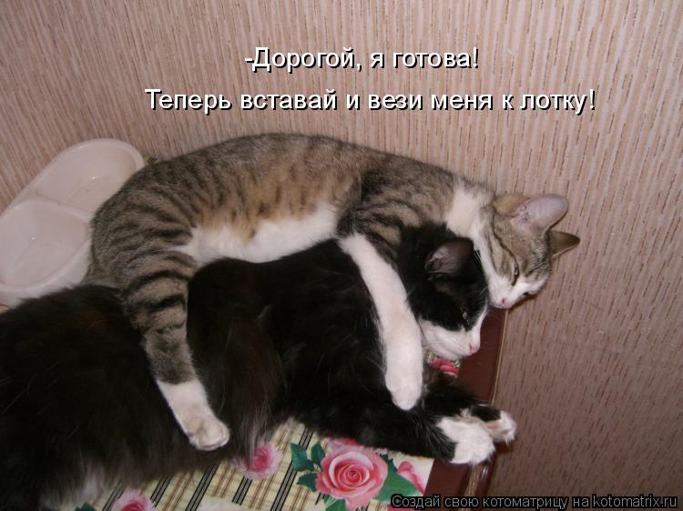 -Дорогой, я готова! Теперь вставай и вези меня к лотку!... Котоматрица: -Дорогой, я готова! Теперь вставай и вези меня к лотку!
