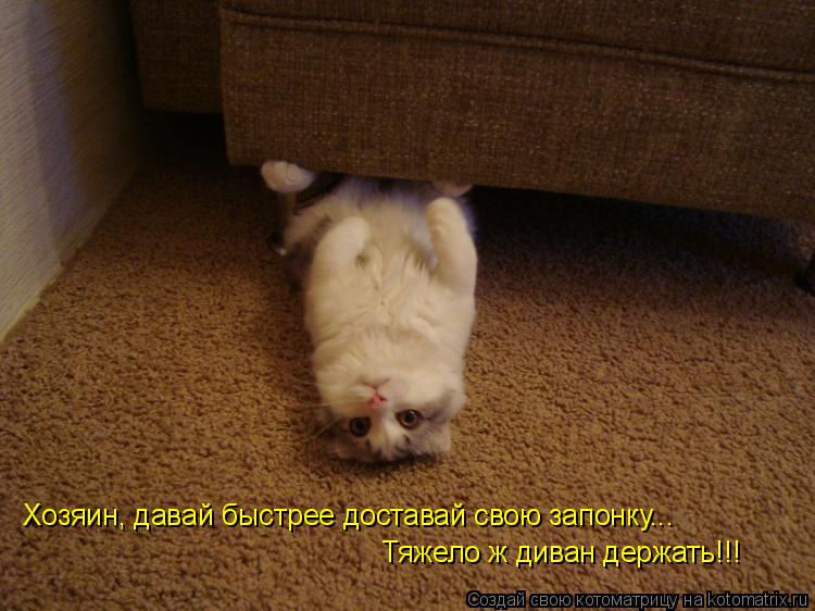 Хозяин, давай быстрее доставай свою запонку... Тяжело ж диван держать!!!... Котоматрица: Хозяин, давай быстрее доставай свою запонку... Тяжело ж диван держать!!!