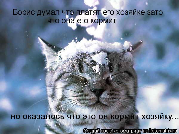 Борис думал что платят его хозяйке зато что она его кормит но оказалось что это он кормит хозяйку...... Котоматрица: Борис думал что платят его хозяйке зато что она его кормит но оказалось что это он кормит хозяйку...