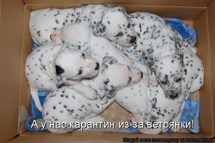 А у нас карантин из-за ветрянки!... Котоматрица: А у нас карантин из-за ветрянки!