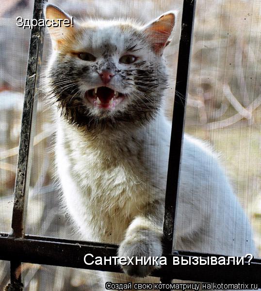 Здрасьте! Сантехника вызывали?... Котоматрица: Здрасьте! Сантехника вызывали?