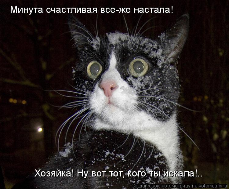 Минута счастливая все-же настала! Хозяйка! Ну вот тот, кого ты искала!..... Котоматрица: Минута счастливая все-же настала! Хозяйка! Ну вот тот, кого ты искала!..