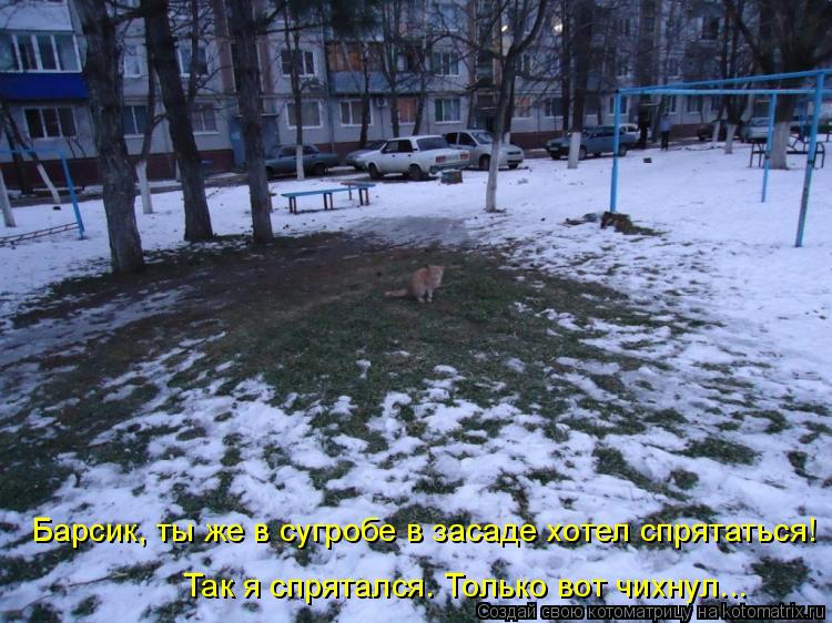 Барсик, ты же в сугробе в засаде хотел спрятаться! Так я спрятался. Только вот чихнул...... Котоматрица: Барсик, ты же в сугробе в засаде хотел спрятаться! Так я спрятался. Только вот чихнул...