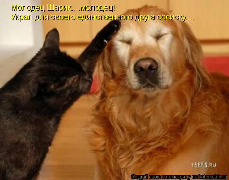 Молодец Шарик....молодец! Украл для своего единственного друга сосиску....... Котоматрица: Молодец Шарик....молодец! Украл для своего единственного друга сосиску....