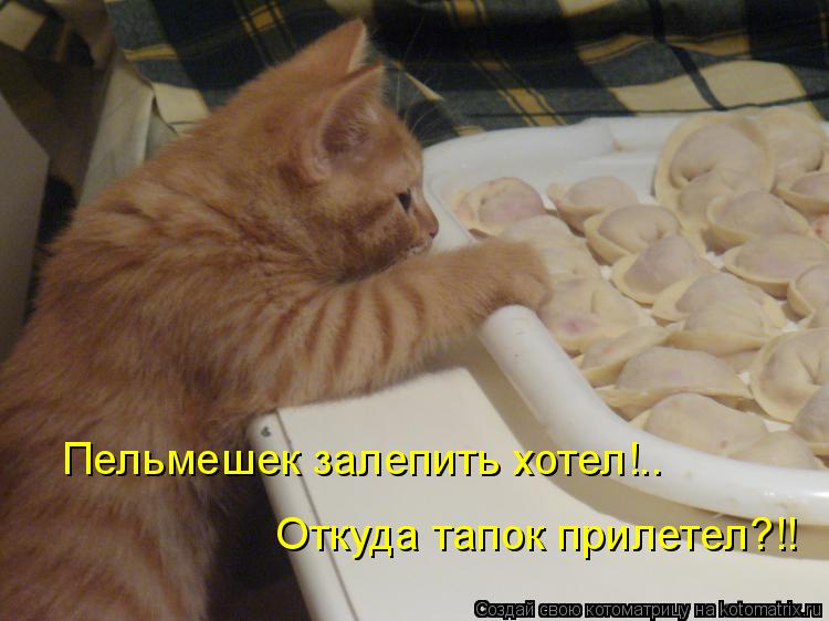 Пельмешек залепить хотел!.. Откуда тапок прилетел?!!... Котоматрица: Пельмешек залепить хотел!.. Откуда тапок прилетел?!!