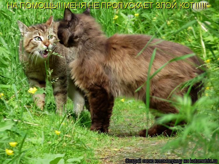НА ПОМОЩЬ!!!МЕНЯ НЕ ПРОПУСКАЕТ ЗЛОЙ КОТ!!!!!... Котоматрица: НА ПОМОЩЬ!!!МЕНЯ НЕ ПРОПУСКАЕТ ЗЛОЙ КОТ!!!!!