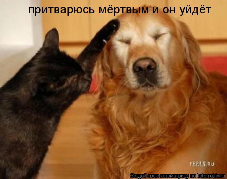 притварюсь мёртвым и он уйдёт... Котоматрица: притварюсь мёртвым и он уйдёт