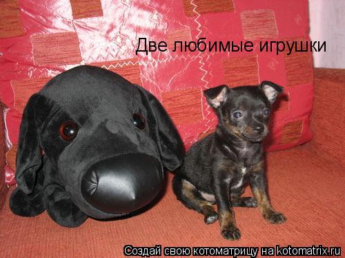 Две любимые игрушки... Котоматрица: Две любимые игрушки