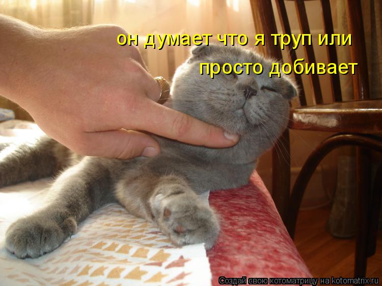 он думает что я труп или просто добивает... Котоматрица: он думает что я труп или просто добивает