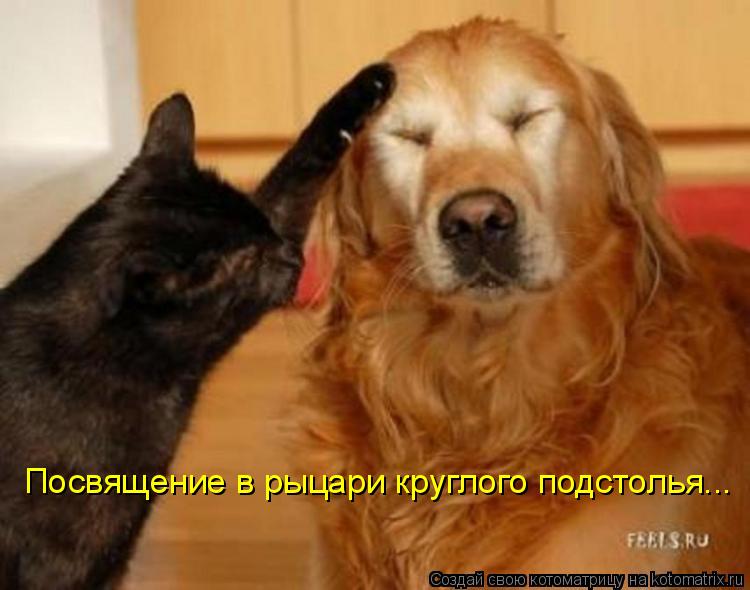 Посвящение в рыцари круглого подстолья...... Котоматрица: Посвящение в рыцари круглого подстолья...