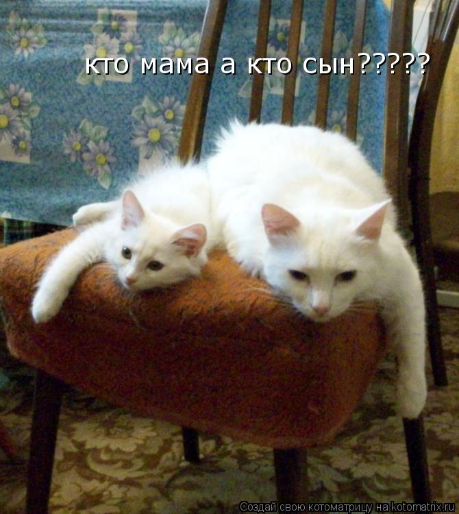 кто мама а кто сын?????... Котоматрица: кто мама а кто сын?????