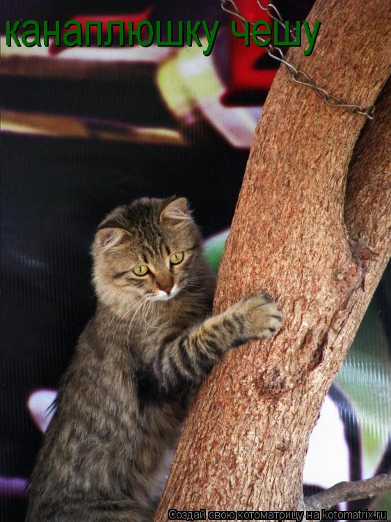 канаплюшку чешу... Котоматрица: канаплюшку чешу